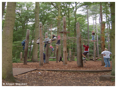 Climbing Forest, Coombe Abbey Country Park