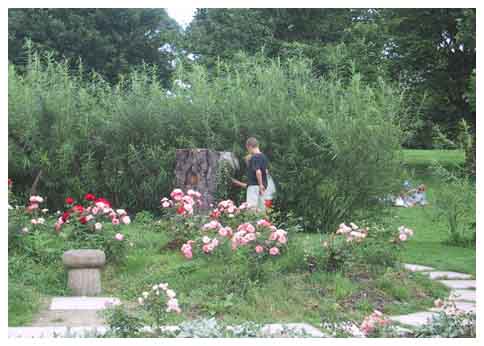Plants and winding paths
